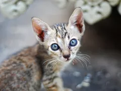 Gatito con secreciones en los ojos