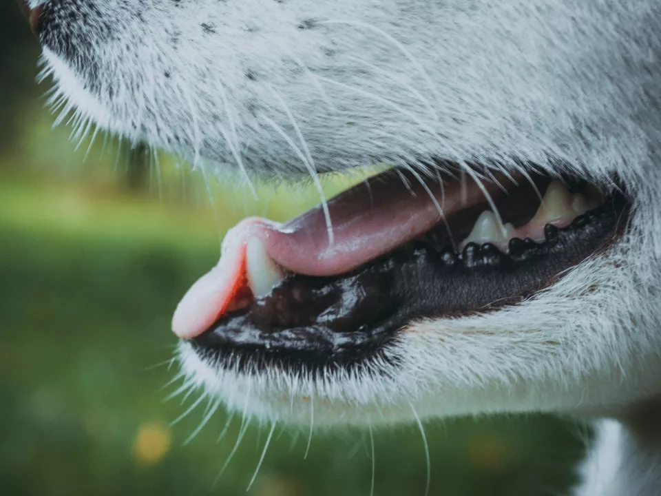 Os dentes são um bom indicador da idade do cachorro