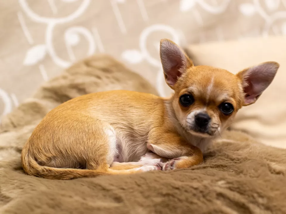 Chihuahua de pelo corto