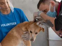 Veterinario verificando las orejas del perro