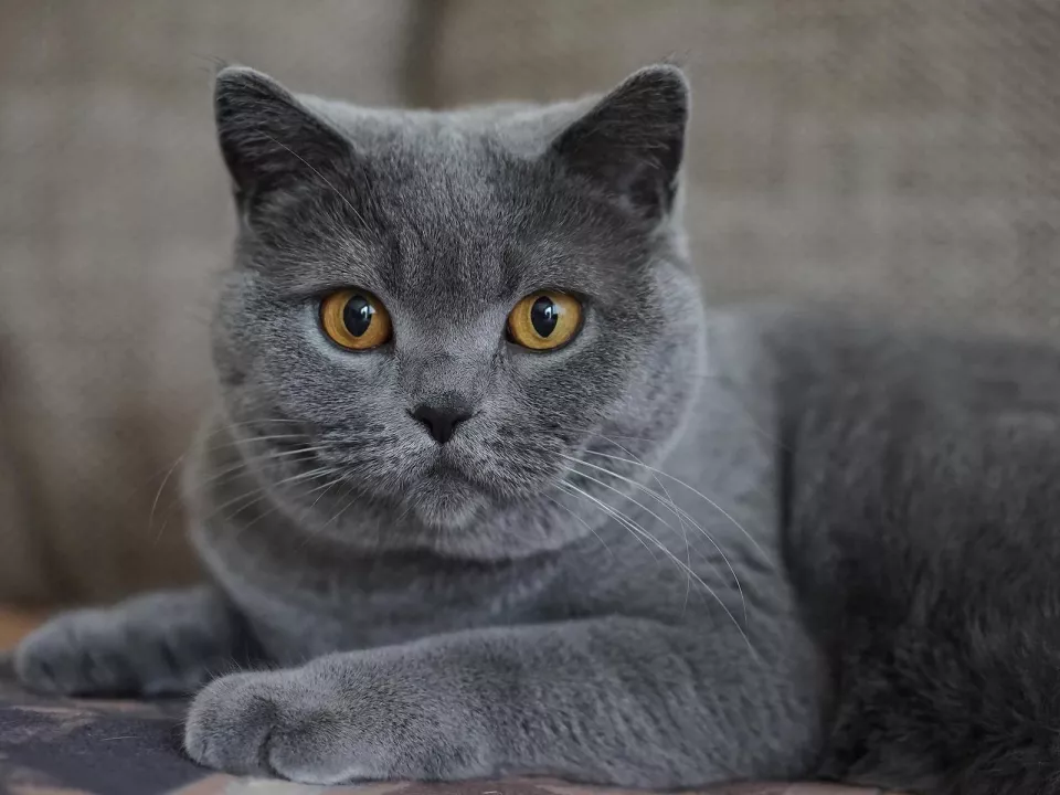 Gato Azul ruso